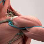What-Is-the-Musculoskeletal-System?
